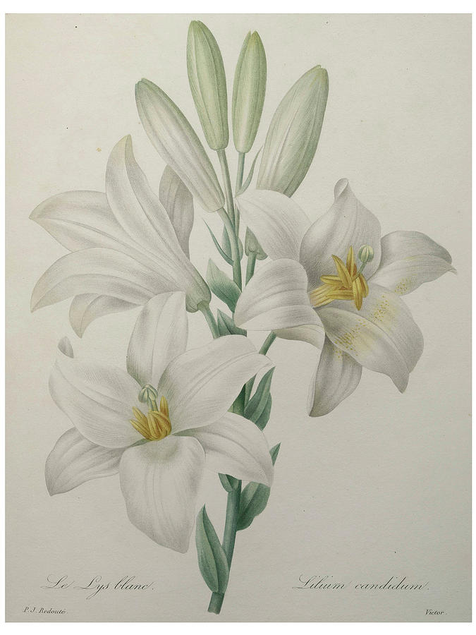 Lilly Painting by Pierre-Joseph  Redoute
