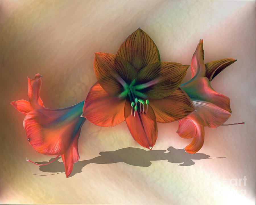 Lily Bugles #1 Digital Art by Anthony Ellis