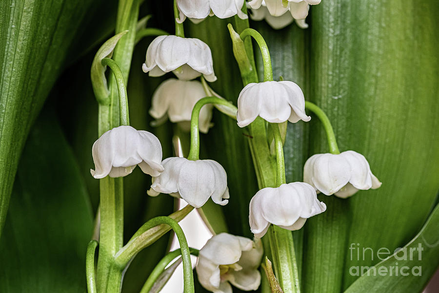 Lily Of The Valley, Dijon, France, April Painting by European School