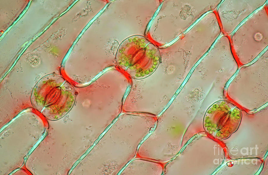 Lily Of The Valley Stomata #1 Photograph by Marek Mis/science Photo Library