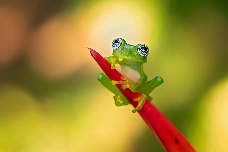 Limon Giant Glass Frog Photograph by Milan Zygmunt - Fine Art America