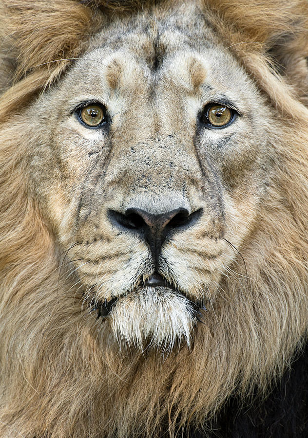 Lion Close Up #1 Photograph by Andyworks