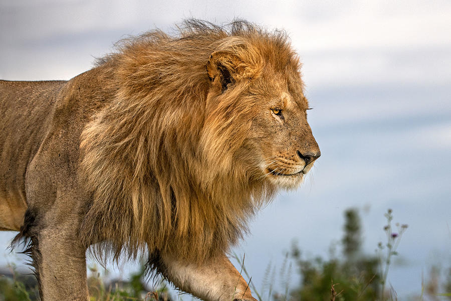 Lion Close Up #1 Photograph by Xavier Ortega