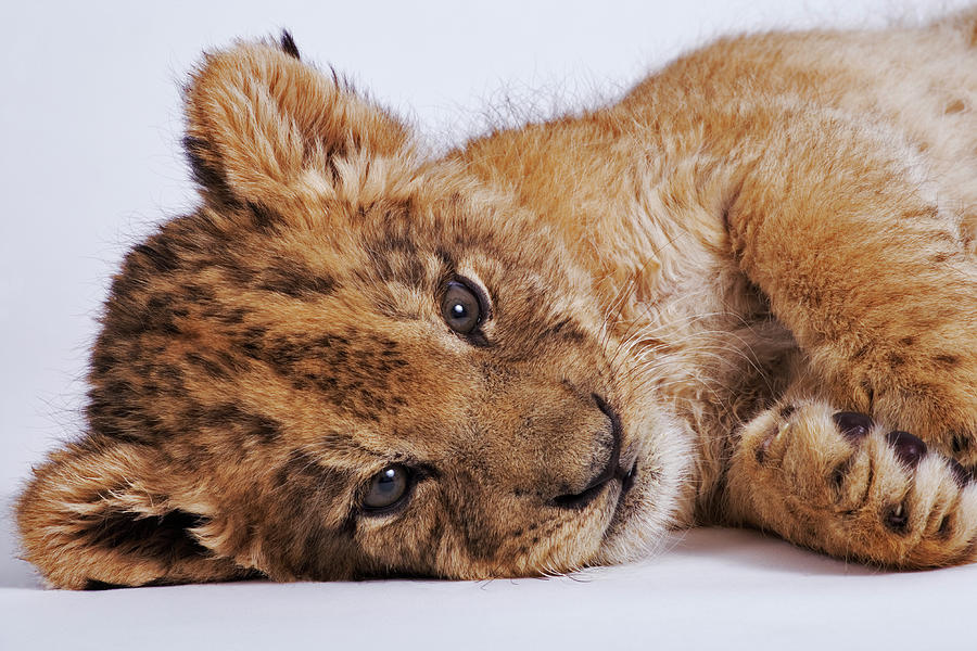 Lion Cub Panthera Leo Lying On Side #1 Photograph by Martin Harvey