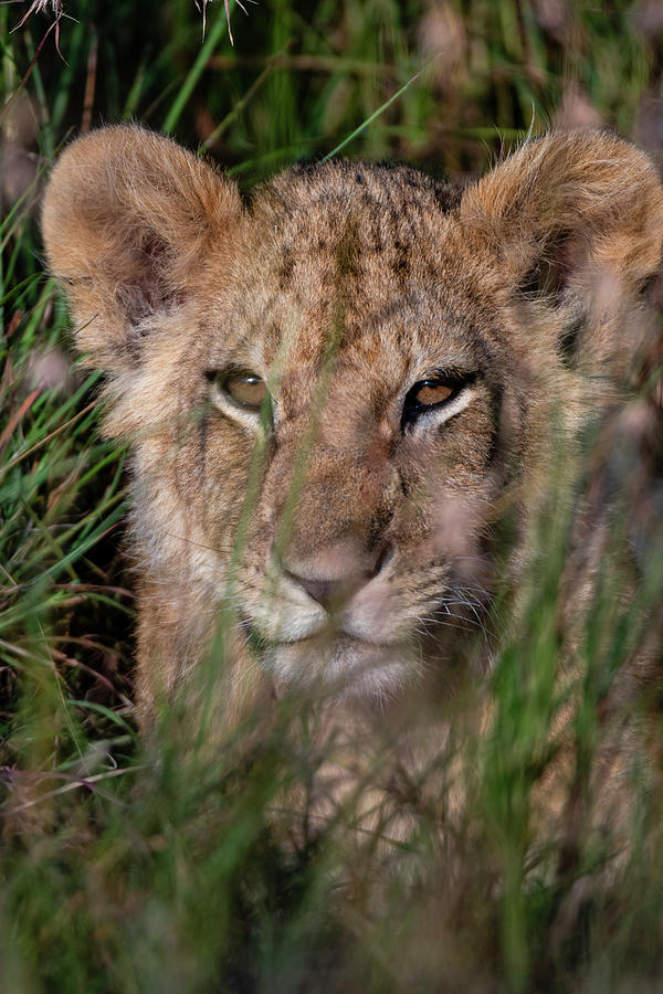Nature Digital Art - Lion Cub (panthera Leo) Waiting For Its Mother And Hiding In Tall Grass, Masai Mara National Reserve, Kenya #1 by Delta Images