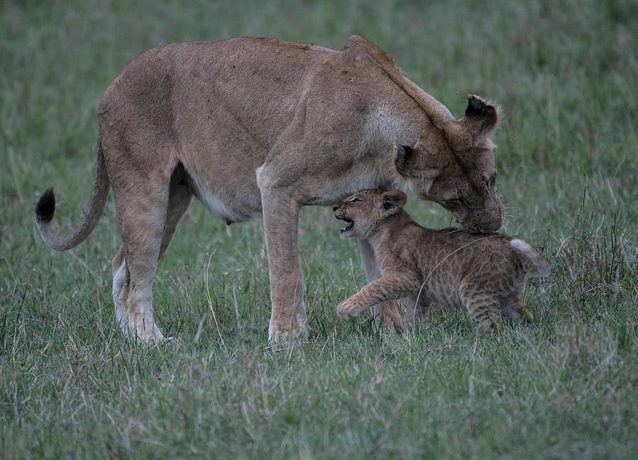 Lion Cubs - Masai Mara #2 Photograph by Steve Somerville