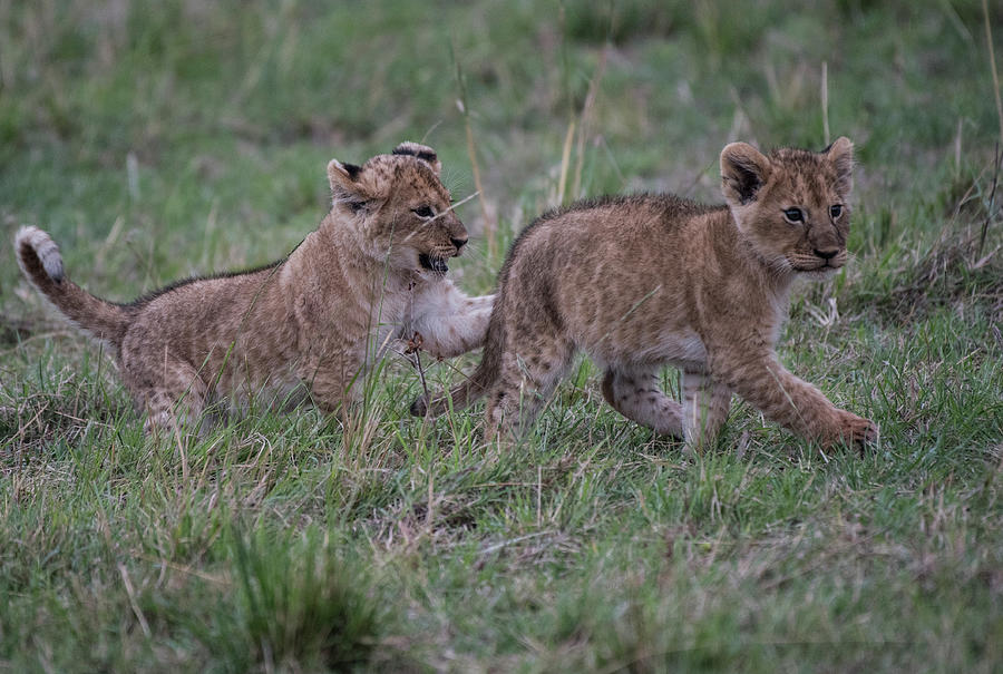 Lion Cubs play - Masai Mara by Steve Somerville Lion Cubs play - Masai Mara by Steve Somerville