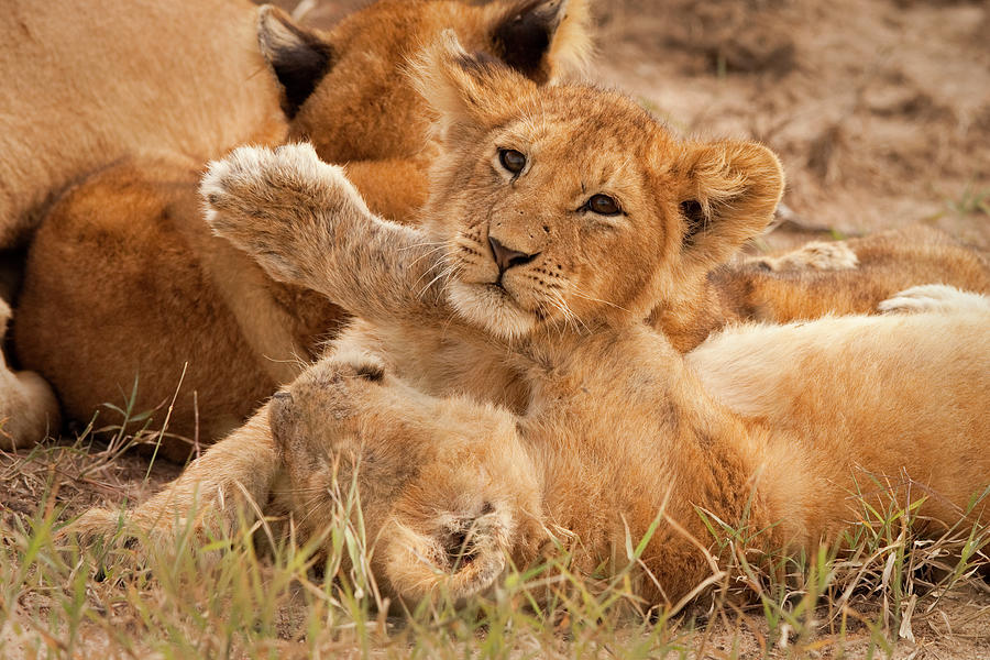 Lion Cubs Wrestle On Masai Mara, Kenya #1 Photograph by Carl D. Walsh