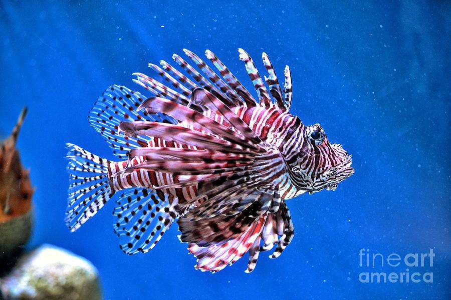 Lion Fish Photograph by SoxyGal Photography - Fine Art America