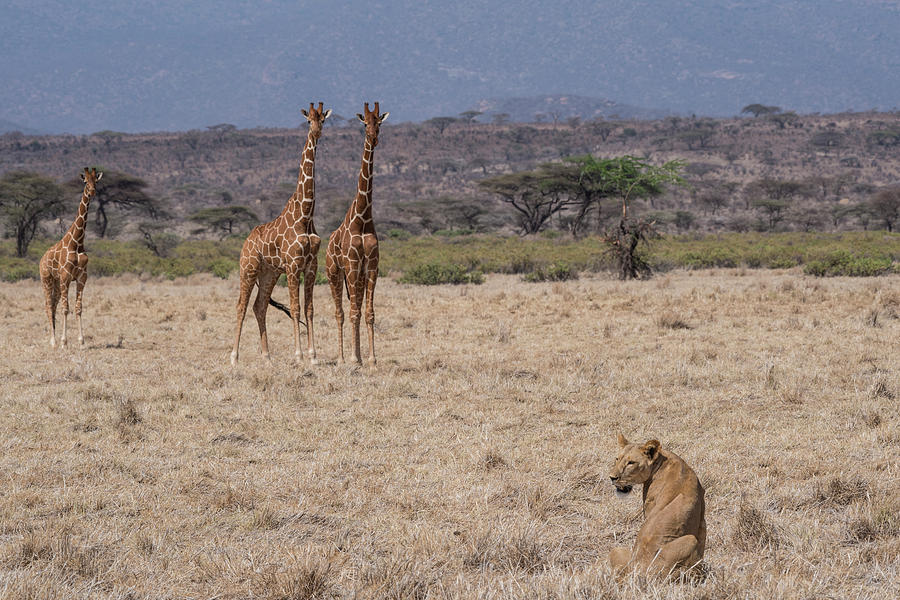 Lion-Giraffes-Samburu #2 Photograph by Steve Somerville