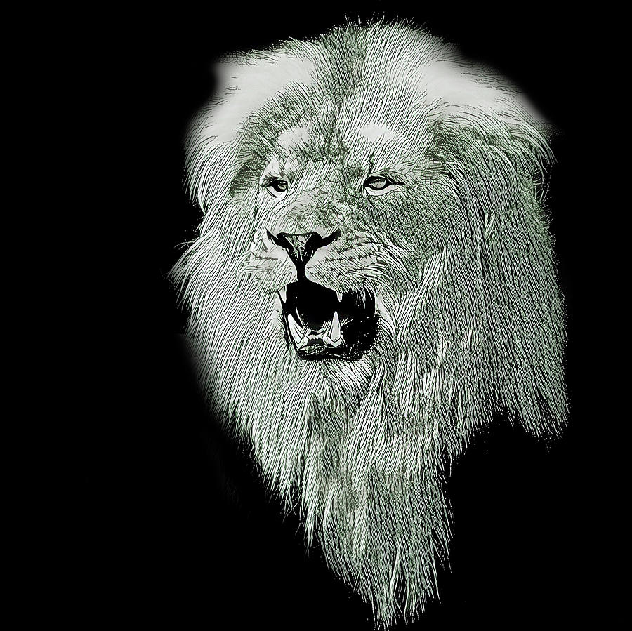 Lion Head Panthera Leo Drawing