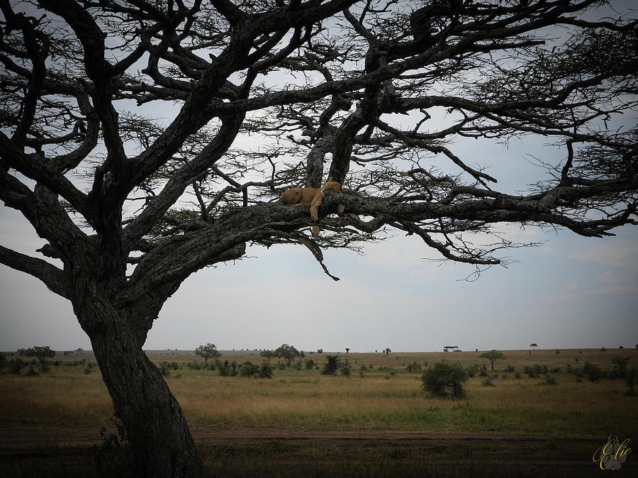LION IN A TREE by Elie Wolf LION IN A TREE by Elie Wolf