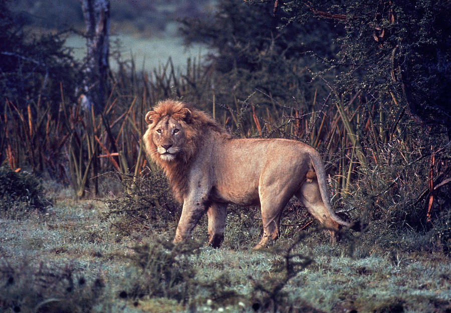 Lion #2 Photograph by John Dominis