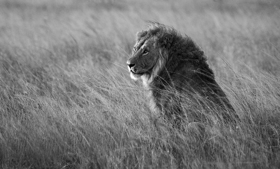 Lion King #1 Photograph by Anura Fernando
