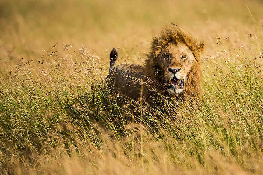 Lion King #1 Photograph by Mohammed Alnaser