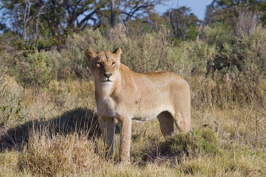 Lion (panthera Leo). Moremi National Photograph by Roger De La Harpe ...