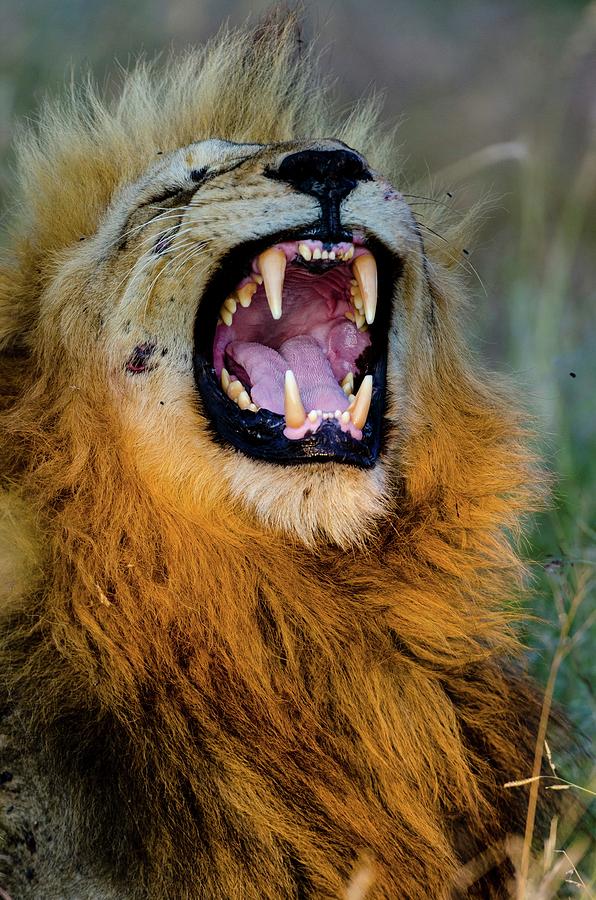 Lion (panthera Leo) Yawning. Timbavati Photograph by Roger De La Harpe ...