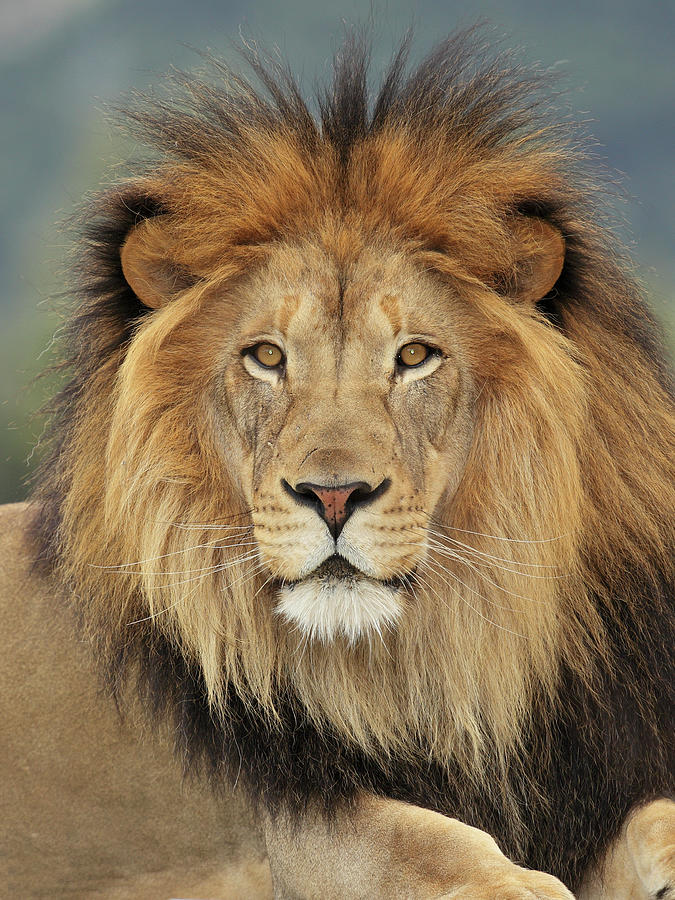 Lion Photograph by S. Greg Panosian
