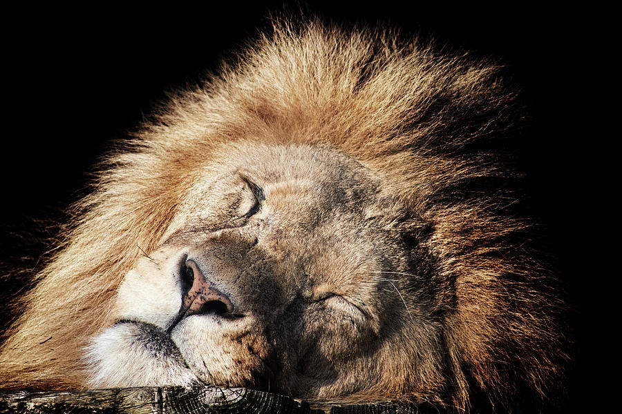 Lion Sleeps Tonight #1 Photograph by Martin Newman