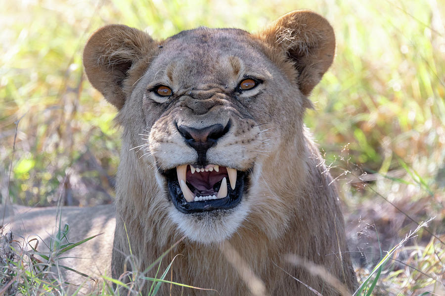 lion without a mane Botswana Africa safari wildlife Photograph by ...