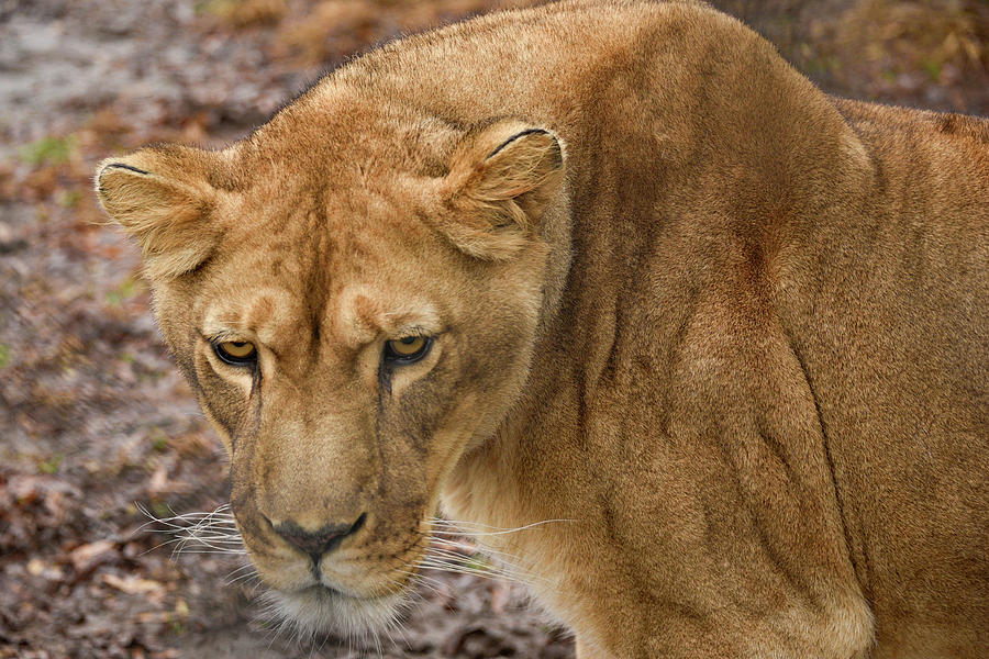 Lioness #2 #1 Photograph by Minnie Gallman