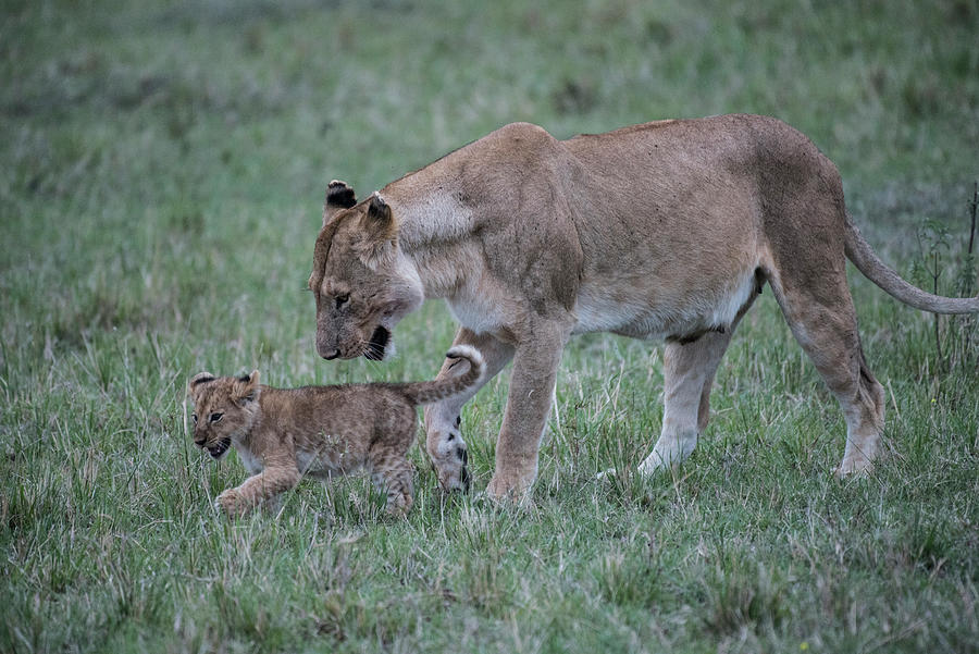 Lioness and cub #1 Photograph by Steve Somerville