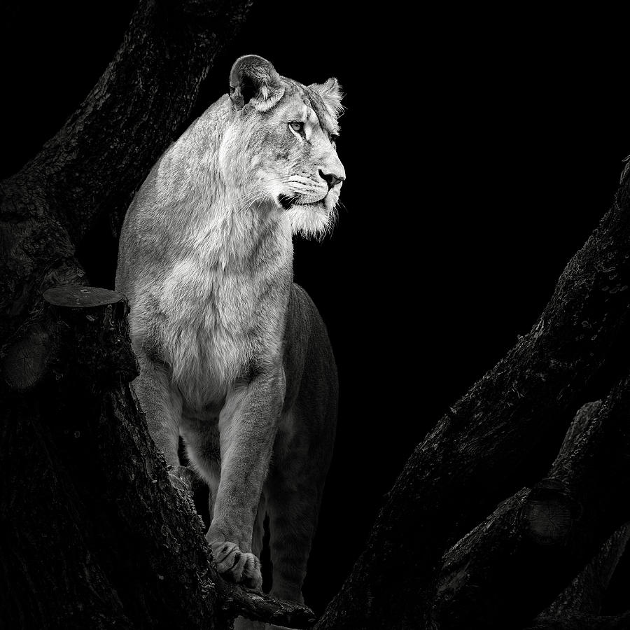 Lioness #1 Photograph by Christian Meermann