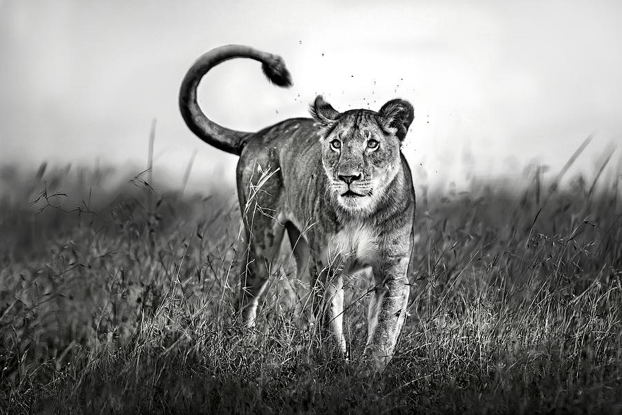 Wildlife Photograph - Lioness Close Up #1 by Xavier Ortega