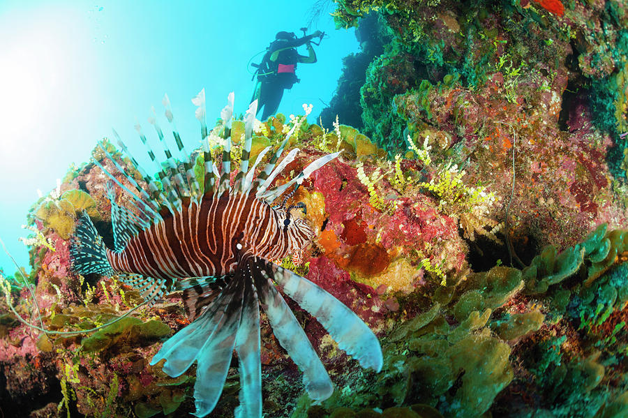 Lionfish #1 Photograph by Michele Westmorland