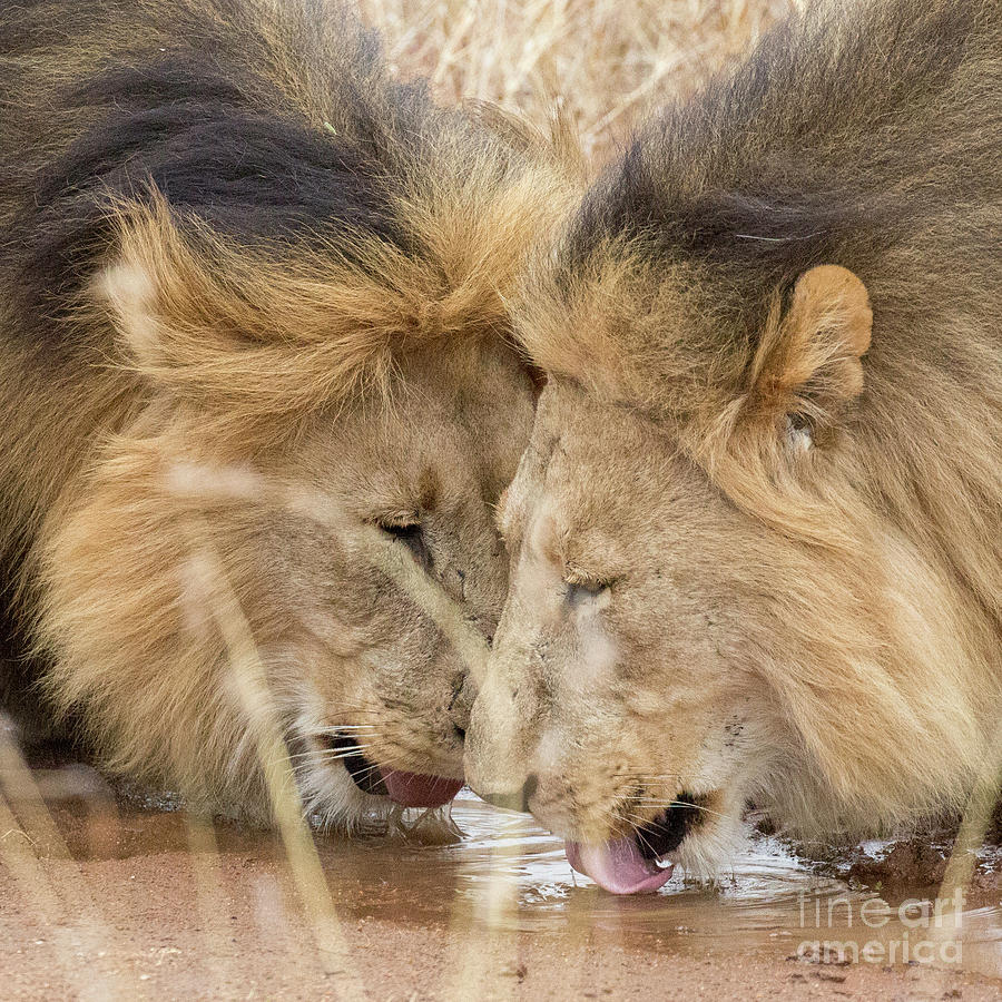 Lions Drinking #1 Photograph by Timothy Hacker