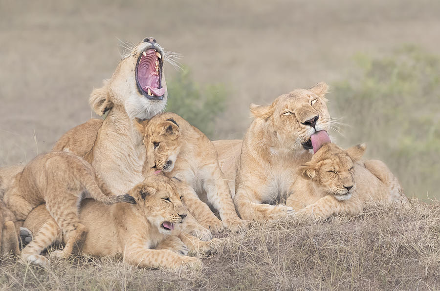 Lion Photograph - Lions Family #1 by Yun Wang