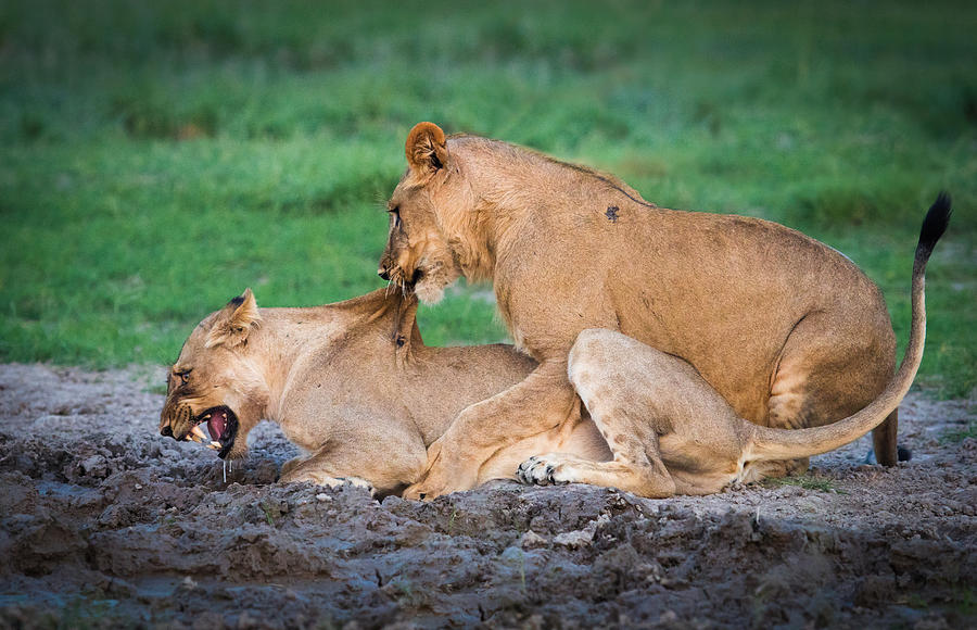 Lion Photograph - Lions Game #1 by Kirill Trubitsyn