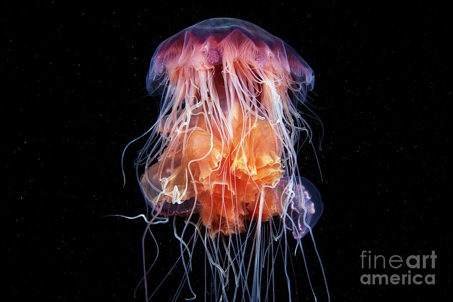 Lions Mane Jellyfish Feeding On Another Jellyfish #1 Photograph by Alexander Semenov/science Photo Library