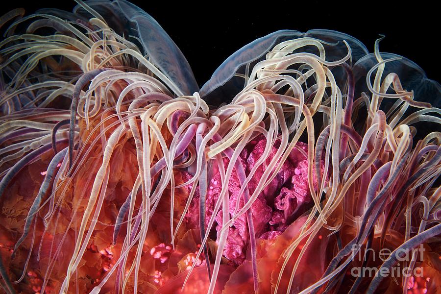Lions Mane Jellyfish Tentacles #1 Photograph by Alexander Semenov/science Photo Library