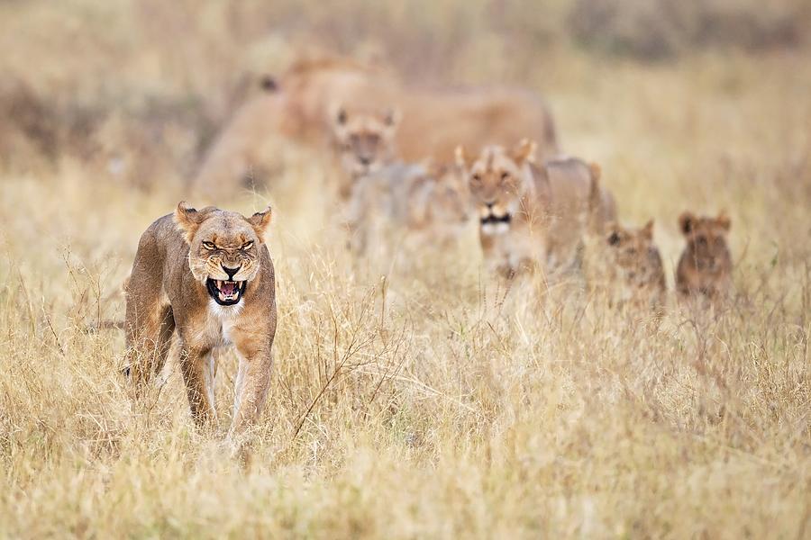 Lions Photograph by Marco Pozzi