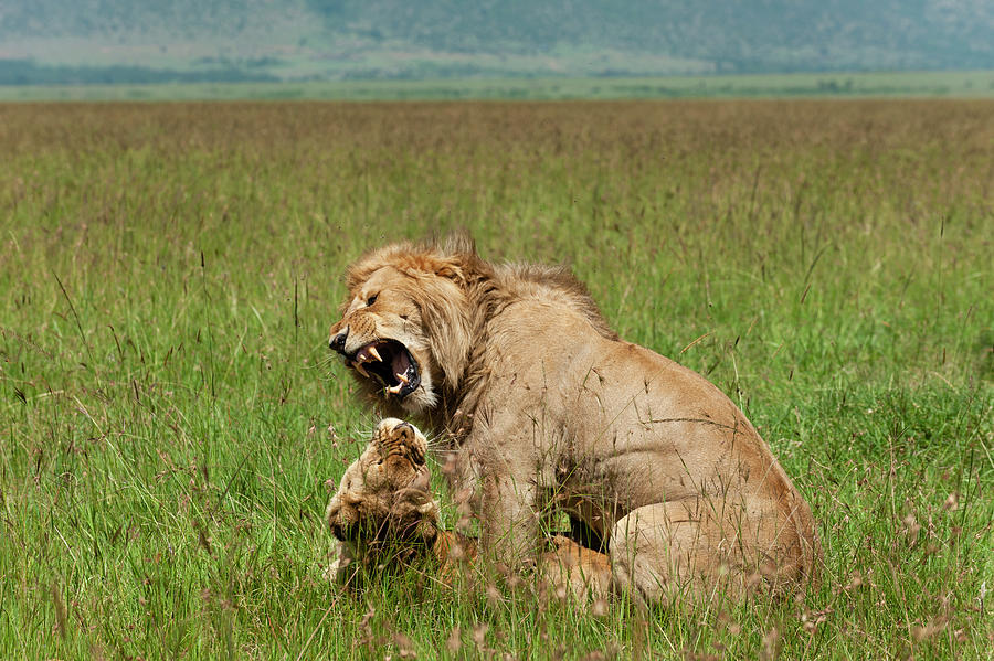 Nature Digital Art - Lions Mating (panthera Leo), Masai Mara National Reserve, Kenya #1 by Delta Images