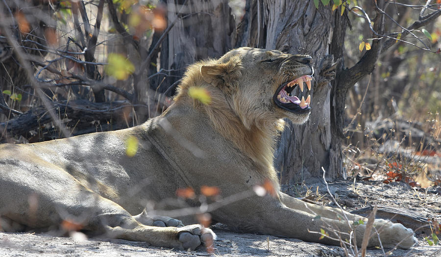 Lions Yawn Photograph by Ben Foster Lions Yawn Photograph by Ben Foster