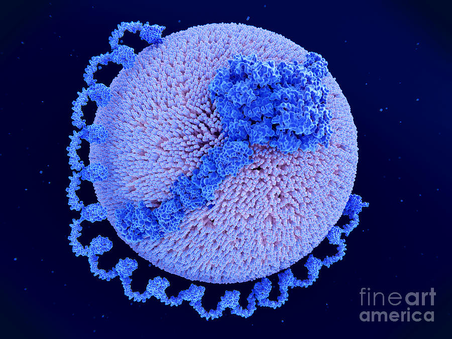 Lipoprotein A Particle #1 Photograph by Juan Gaertner/science Photo Library