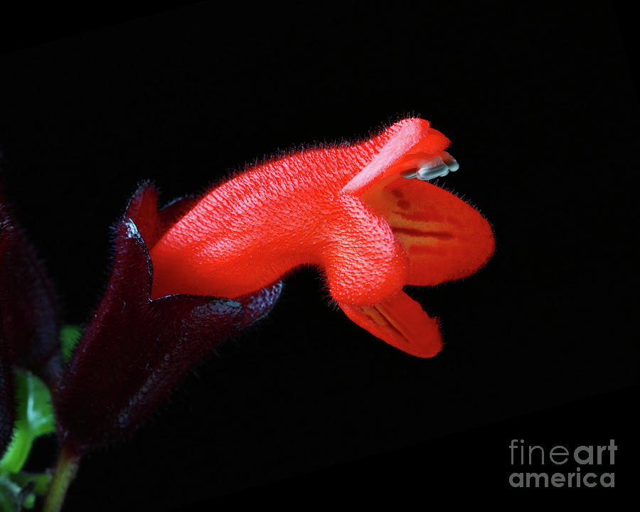 Lipstick plant Aeschynanthus radicans  #1 Photograph by Robert C Paulson Jr