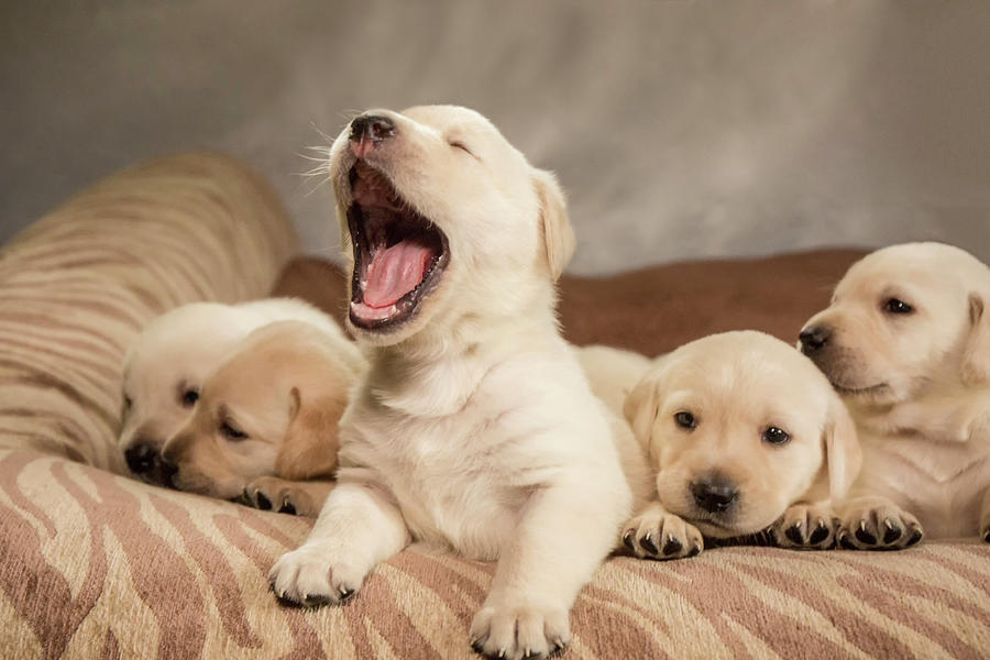 Adorable Photograph - Litter Of One Month Old Yellow Labrador by Janet Horton Adorable Photograph - Litter Of One Month Old Yellow Labrador by Janet Horton