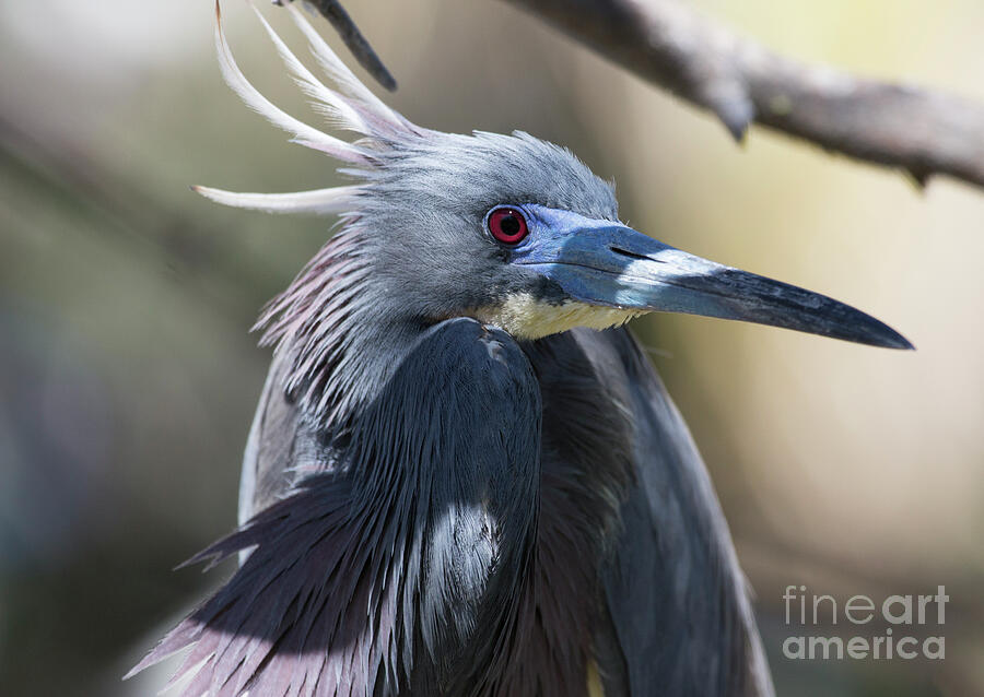 Little Blue Heron Series Photograph by Jeannette Hunt