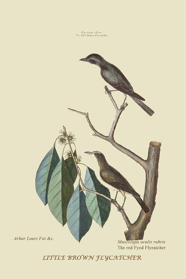 Little Brown Flycatcher #1 Painting by Mark Catesby