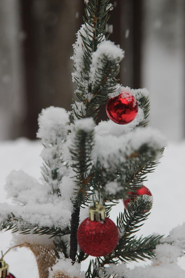 snow falling on christmas trees