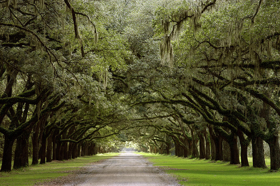 Live Oak Alley, Savannah, Georgia Photograph by Anna Miller - Fine Art ...