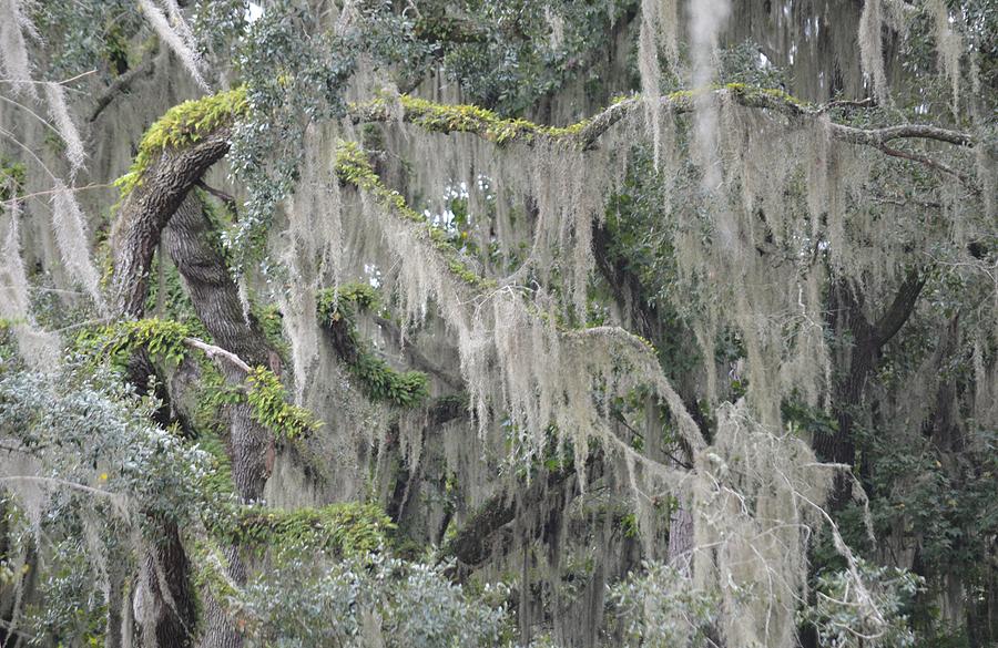 Live Oak and Spanish Moss Photograph by Roy Erickson Fine Art America