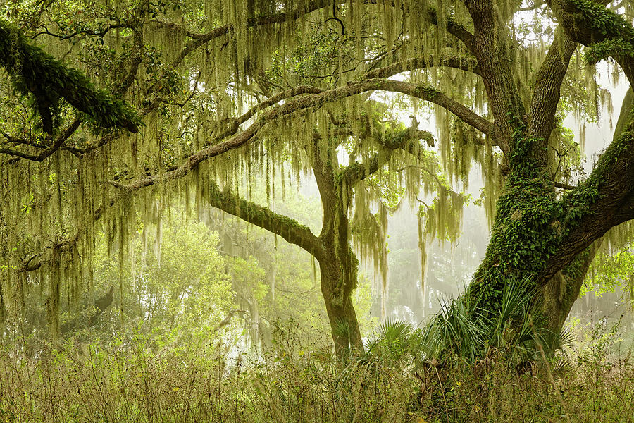 Live Oaks Draped In Spanish Moss Photograph by Adam Jones | Fine Art ...