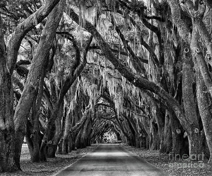 Oak Trees Photograph - Live Oaks Spanish Moss Hilton Head Island South Carolina #2 by Wayne Moran