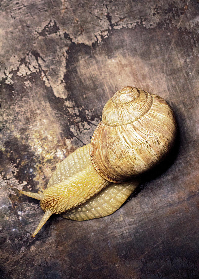 Living Garden Snail On A Brown Background #1 Photograph by Roberto Rabe