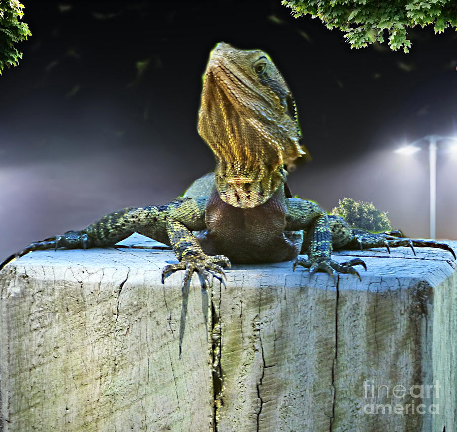 Lizard on a Log Photograph by Trudee Hunter - Pixels