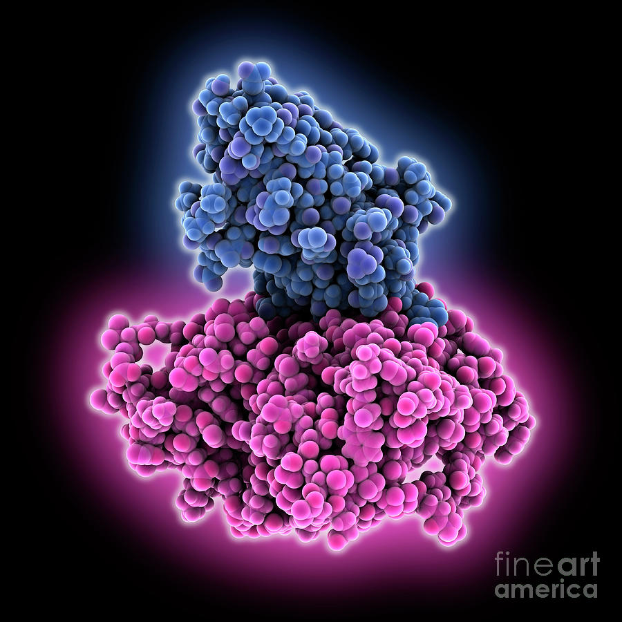 Llama Antibody Complexed With Hiv-1 Gp120 #1 Photograph by Science ...